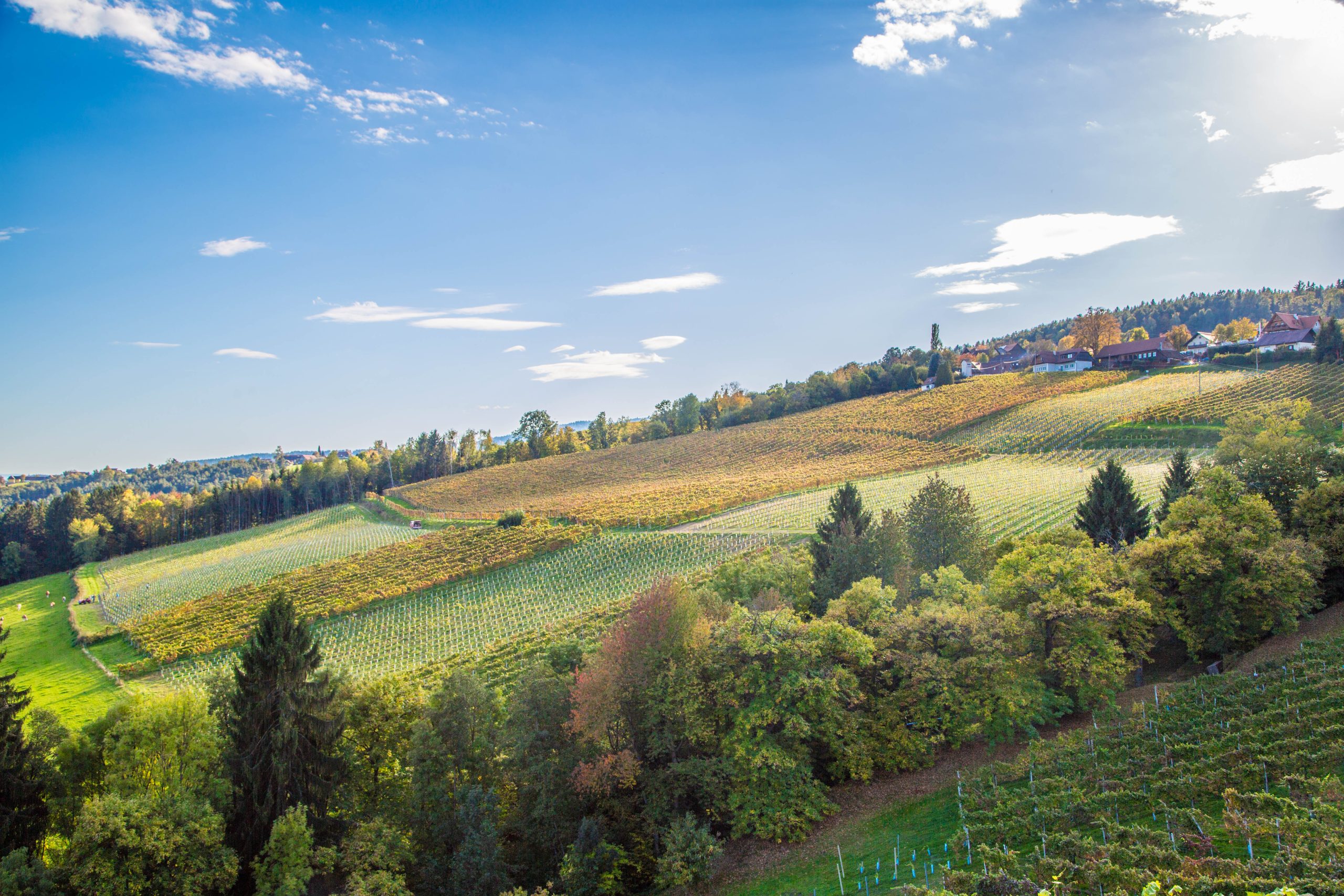 wunderschöne Weinberge der Weststeiermark im Herbst mit Nebelschwaden der Maronibrater